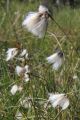 Wśród roślin typowych dla alaskańskich torfowisk często występuje wełnianka wąskolistna (fot. Sebastian R. Bielak)